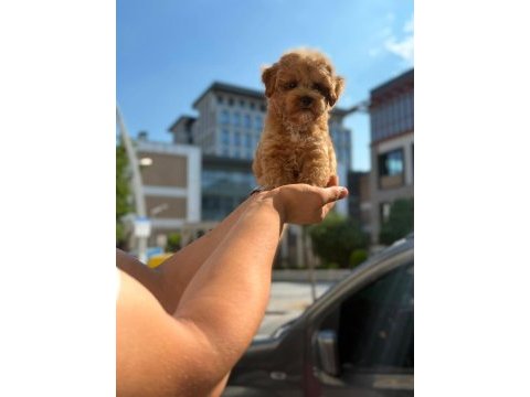 Sağlık ve ırk garantili maltipoo yavru