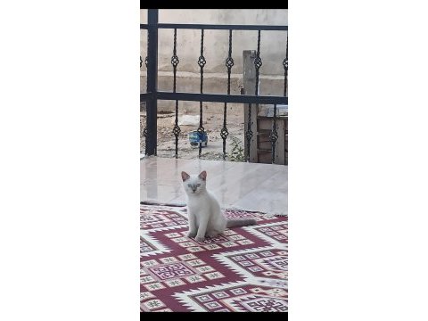 British yavru kedimiz