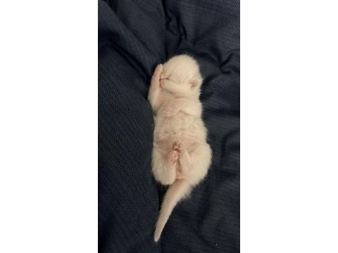 1 aylık kırık kulak scottish fold
