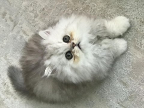 British saf kan longhair