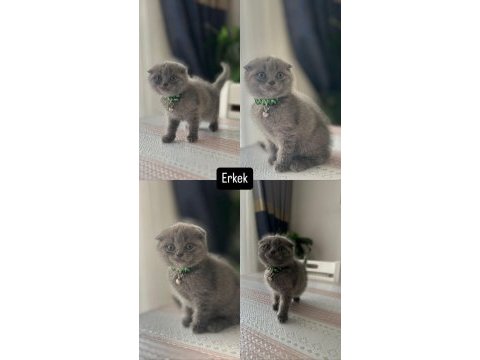 Kedilerim yeni sahiplerini bekliyorlar