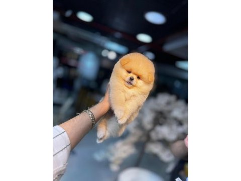 Micro pomernian boo (kütahya exuma pet center)