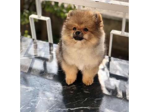 4 aylık pomeranian boo
