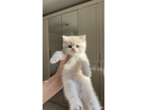 British shorthair gerçek golden