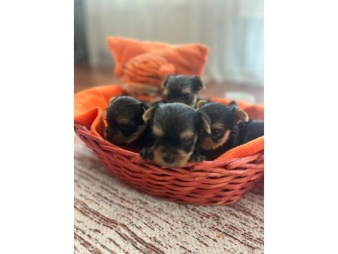 Yorki bebek köpekler