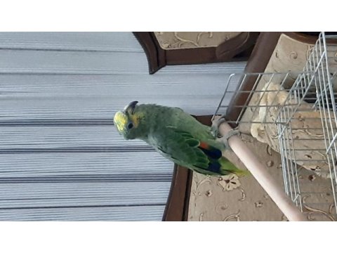 Amazon papağanı faturalı çipli cts belgeli