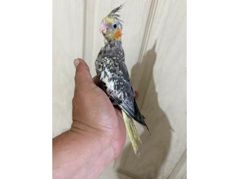 Tam 50 günlük kusursuz full evcil sultan bebek