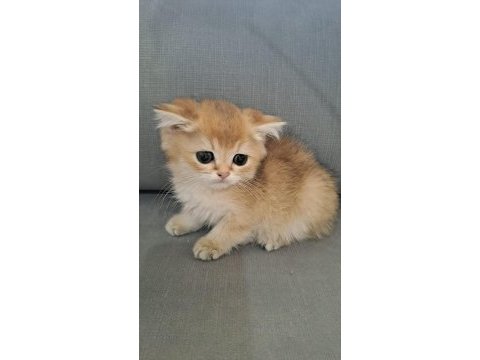 British shorthair golden erkek yavru