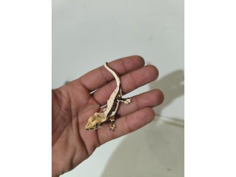 Crested ve leopard geckolar