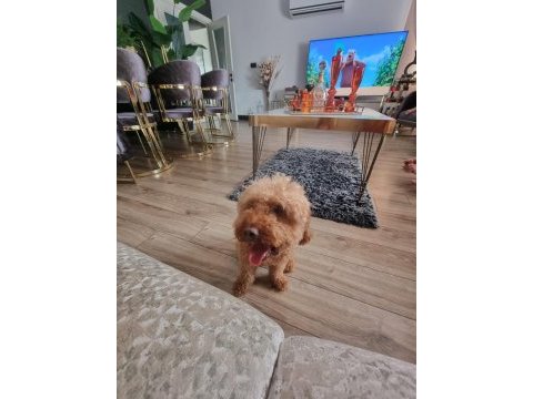 2 yaşında erkek toy poodle