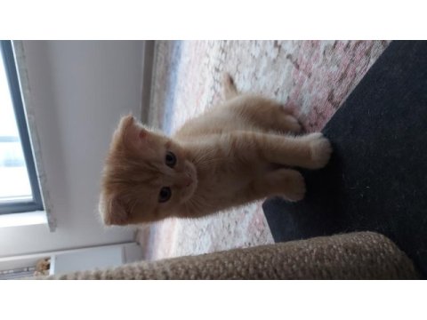 Scottish fold oğlum yeni yuvasını arıyor