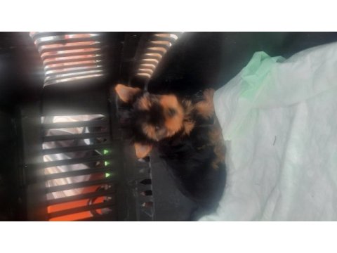 Sahibinden yorkshire terrier yavru