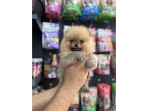 Pomeranian orange yavrularımız