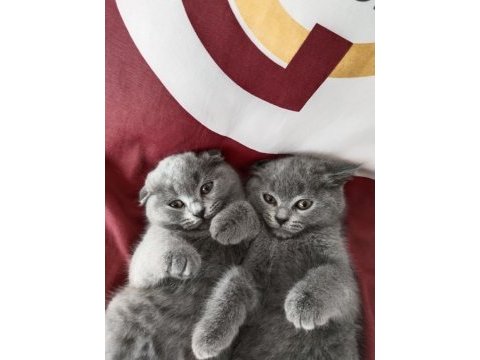 Yavru kedim scottish fold