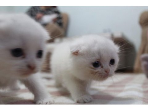 Rezerveye hazır güzel scottish fold yavrularım