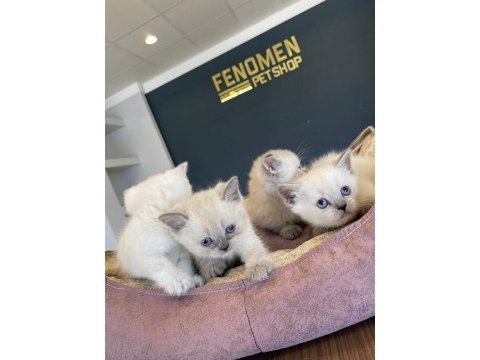 Kedi dünyasından renk renk brıtısh yavrular ankara