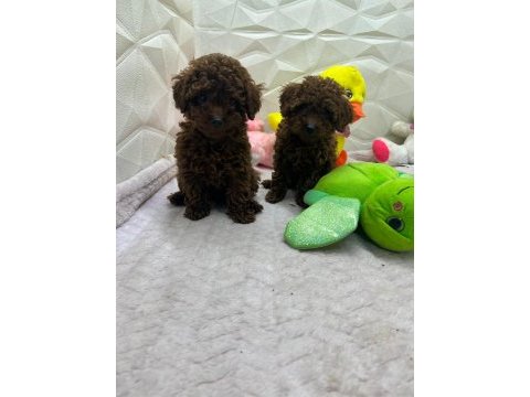 Mini toy poodle yavrular