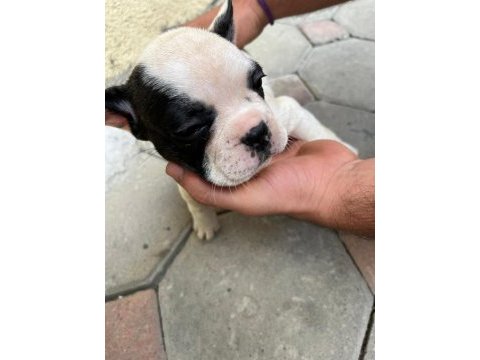 2,5 aylık french bulldoglar