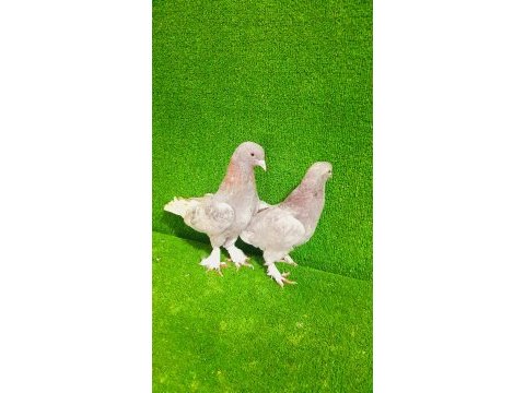 Bir takım eskilerin çapar sarısı oyunlu kuşlar