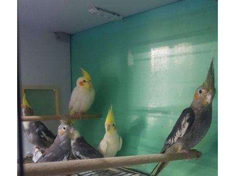Yavru ve damızlık sultan papağanları