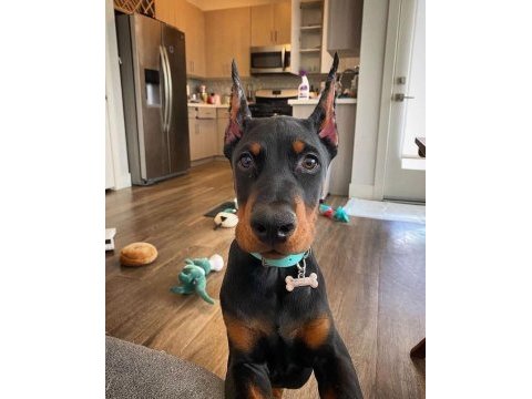 Çevik doberman bebekleri