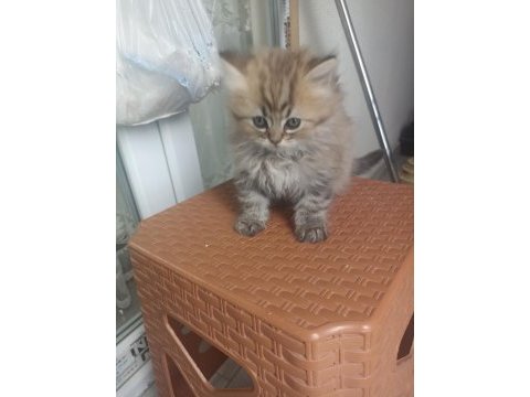 British longhair yavrumuz yeni ailesini bekliyor