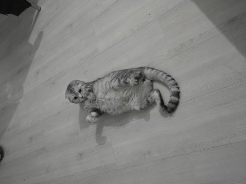 Minnoş anne ve iki tatlış scottish fold yavru yuva arıyoruz