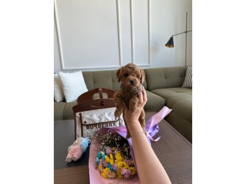 Baby face erkek poodle