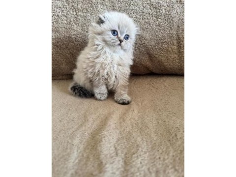 Scottish fold dişi ve erkek kardeşler