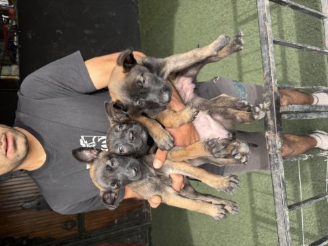 Kaliteli iş köpekleri belçika kurtlarımın yavruları