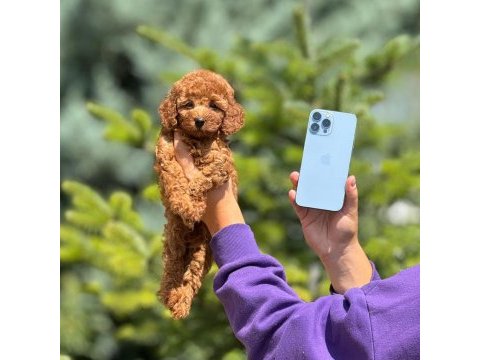 Toy poodle yavrular