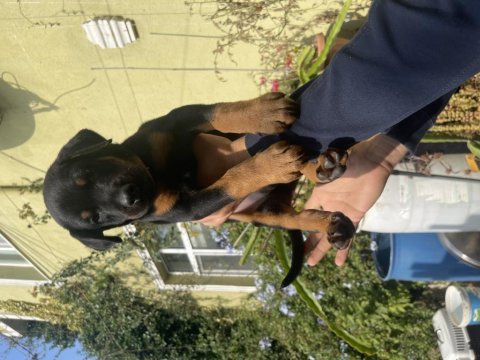 Saf kan dişi ve erkek doberman