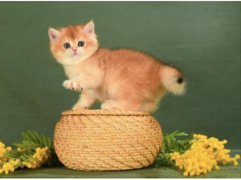 Lisanslı üretim evinden british shorthair golden bebekler