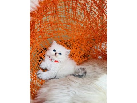 British longhair tüm eşyalarıyla