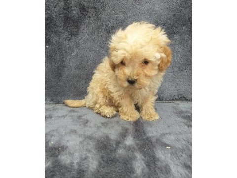 Apricot toy poodle dişi minnak, ruhsatlı çiftlik