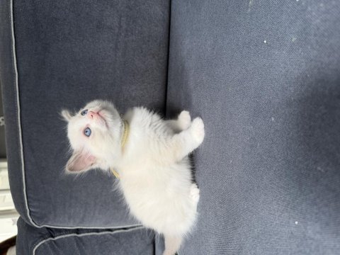 45 günlük ragdoll yavrular