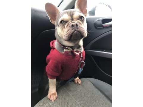 Egzotic french bulldog lilac tan quad