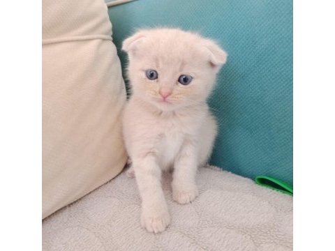 Scottish fold 2 aylık oğlumu sahiplendiriyorum