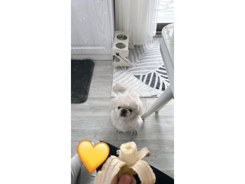 Pekinez köpeğime gerçekten bakabilecek birisini arıyorum