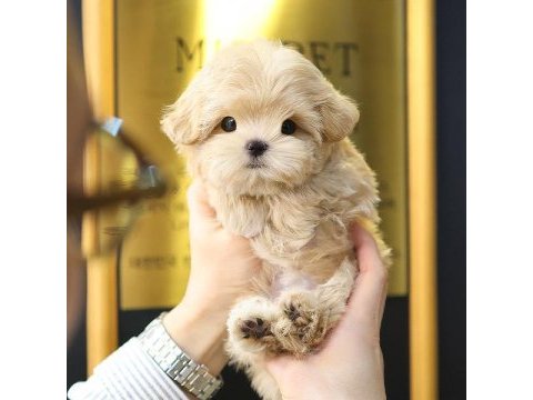Maltipoo bebeklerim