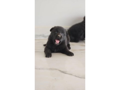Simsıyah solid black alman çoban köpeği yavruları
