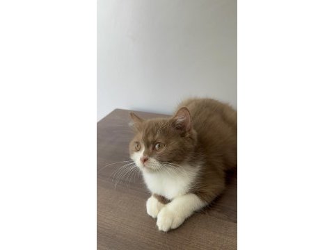 British shorthair yavrumuz