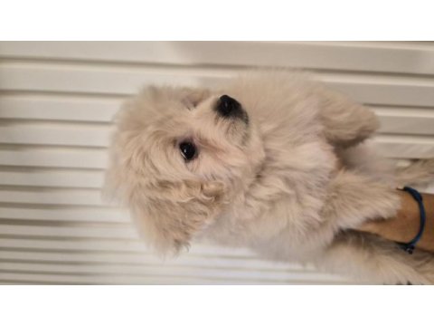 3 aylık anne altından poodle yavrular