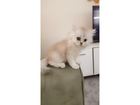 Zümrüt gözlü british longhair dişi