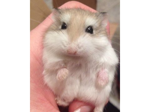 Gonzales hamster yavrular heryere gönderim var