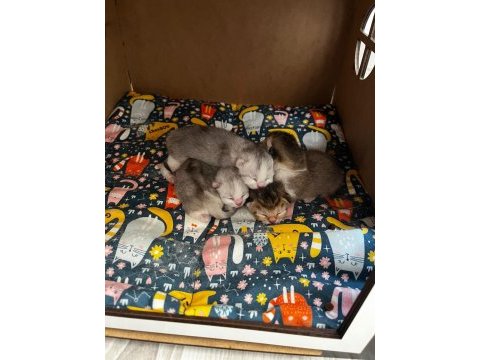 4 tane yavru british shorthair 2 silver 2 golden