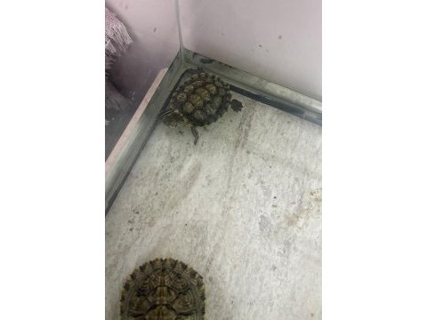 Erkek-dişi su kaplumbağaları ve akvaryumu