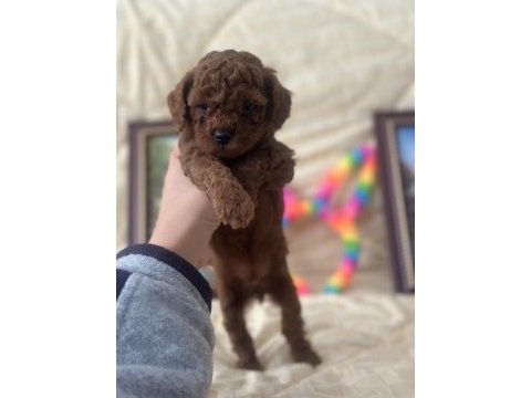 Safkan kore poodle yavrular