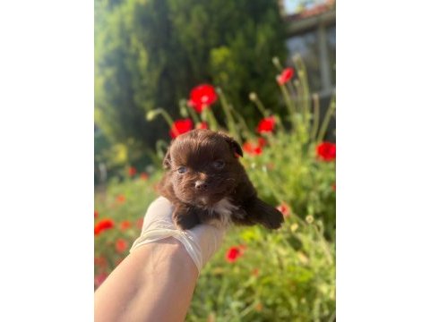 Çikolata renk şivava - uzun tüylü