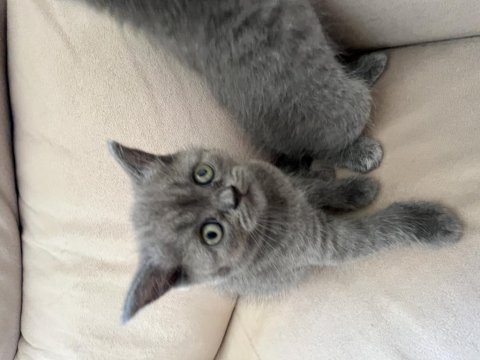 45 günlük scottish fold